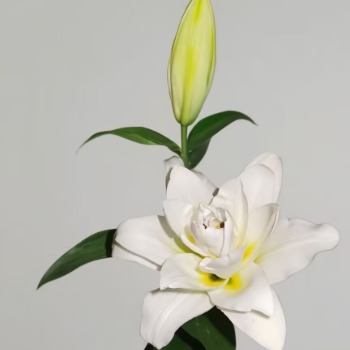 Blizzard Jumbo Pure White Double Lily (2 buds/stem) · White & Cream