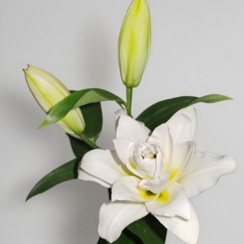 Blizzard Jumbo Pure White Double Lily (3 buds/stem) · White & Cream