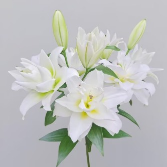 Blizzard Jumbo Pure White Double Lily - 4+ Buds / Multi-Bud · White & Cream