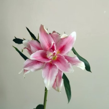 Ciara Deep Rose-Pink Double Lily (1 buds/stem) · Pink & Blush