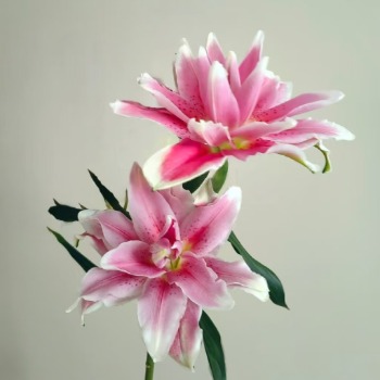Ciara Deep Rose-Pink Double Lily (2 buds/stem) · Pink & Blush