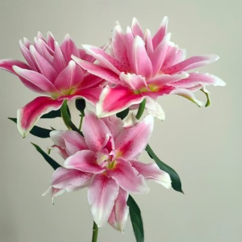 Ciara Deep Rose-Pink Double Lily (3 buds/stem) · Pink & Blush