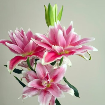 Ciara Deep Rose-Pink Double Lily - 4+ Buds / Multi-Bud · Pink & Blush