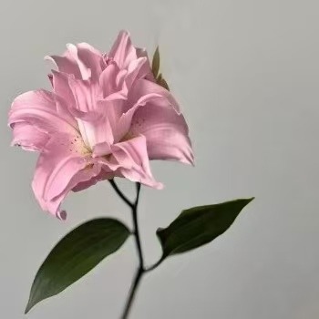 Deanna Soft Pink Double Oriental Lily (1 buds/stem) · Pink & Blush