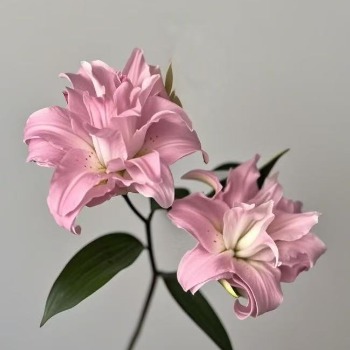 Deanna Soft Pink Double Oriental Lily (2 buds/stem) · Pink & Blush