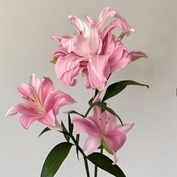 Deanna Soft Pink Double Oriental Lily (3 buds/stem) · Pink & Blush