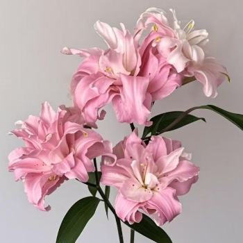 Deanna Soft Pink Double Oriental Lily - 4+ Buds / Multi-Bud · Pink & Blush