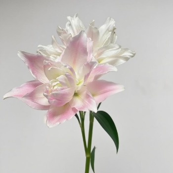 Goddess Soft Blush-Pink Double Lily (2 buds/stem) · Pink & Blush