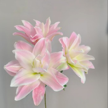 Honey Crystal Ruffled Pink Double Lily (3 buds/stem) · Pink & Blush