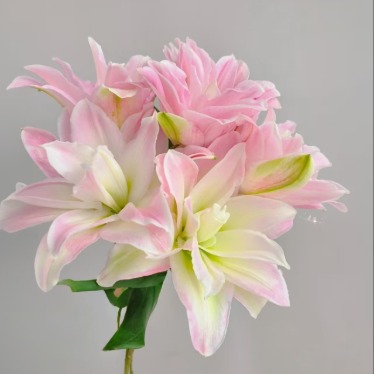 Honey Crystal Ruffled Pink Double Lily - 4+ Buds / Multi-Bud · Pink & Blush