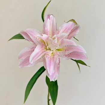 Honey Pink Blush-Pink Double Lily (1 buds/stem) · Pink & Blush
