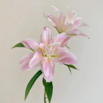 Honey Pink Blush-Pink Double Lily (2 buds/stem) · Pink & Blush