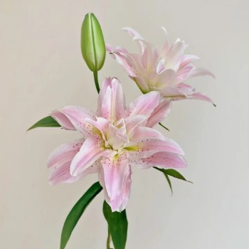 Honey Pink Blush-Pink Double Lily (3 buds/stem) · Pink & Blush