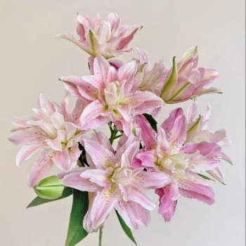 Honey Pink Blush-Pink Double Lily - 4+ Buds / Multi-Bud · Pink & Blush