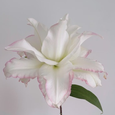 Ice Beauty Pure White Double Oriental Lily (1 buds/stem) · White & Cream