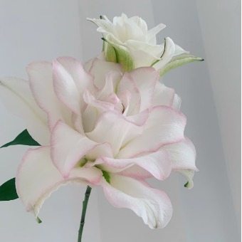 Ice Beauty Pure White Double Oriental Lily (2 buds/stem) · White & Cream
