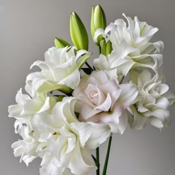Ice Beauty Pure White Double Oriental Lily - 4+ Buds / Multi-Bud · White & Cream