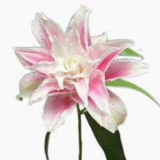 Isabella Blush-Edge Double Lily (1 buds/stem) · Pink & Blush
