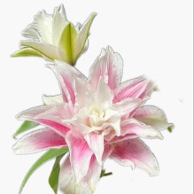 Isabella Blush-Edge Double Lily (2 buds/stem) · Pink & Blush