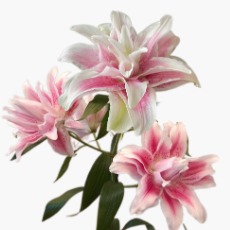 Isabella Blush-Edge Double Lily (3 buds/stem) · Pink & Blush