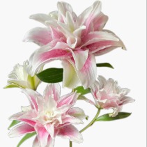 Isabella Blush-Edge Double Lily - 4+ Buds / Multi-Bud · Pink & Blush