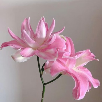 Juicy Peach Soft Peach-Pink Double Lily (2 buds/stem) · Pink & Blush