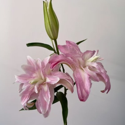 Juicy Peach Soft Peach-Pink Double Lily (3 buds/stem) · Pink & Blush