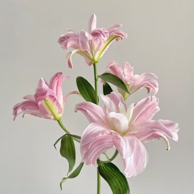 Juicy Peach Soft Peach-Pink Double Lily - 4+ Buds / Multi-Bud · Pink & Blush