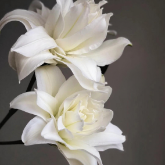 Lotus Beauty Pure Snow-White Double Oriental Lily (2 buds/stem) · White & Cream