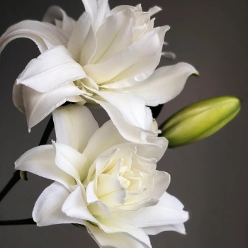 Lotus Beauty Pure Snow-White Double Oriental Lily (3 buds/stem) · White & Cream