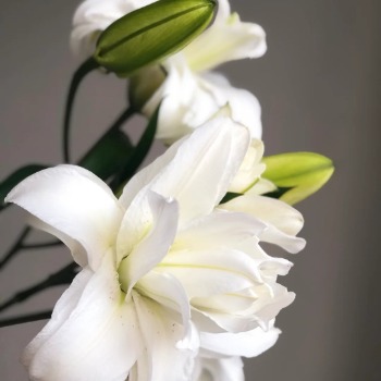 Lotus Beauty Pure Snow-White Double Oriental Lily - 4+ Buds / Multi-Bud · White & Cream