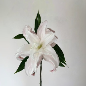 Lotus Queen Pastel Pink Double Oriental Lily (1 buds/stem) · Pink & Blush