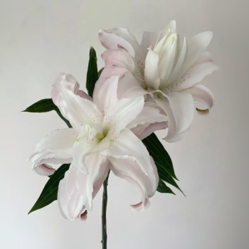 Lotus Queen Pastel Pink Double Oriental Lily (2 buds/stem) · Pink & Blush