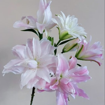 Lotus Queen Pastel Pink Double Oriental Lily - 4+ Buds / Multi-Bud · Pink & Blush