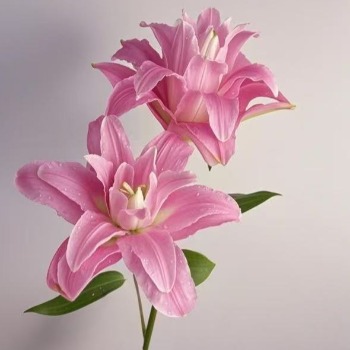 Lotus Realm Romantic Rose-Pink Double Oriental Lily (2 buds/stem) · Pink & Blush