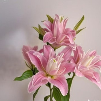 Lotus Realm Romantic Rose-Pink Double Oriental Lily (3 buds/stem) · Pink & Blush