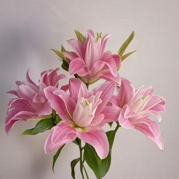 Lotus Realm Romantic Rose-Pink Double Oriental Lily - 4+ Buds / Multi-Bud · Pink & Blush