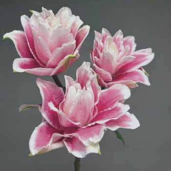 Mars Love Fiery Ruby-Pink Double Oriental Lily (3 buds/stem) · Red