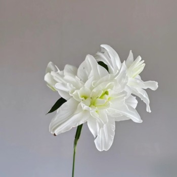 Polar Star Crisp White Double Oriental Lily (2 buds/stem) · White & Cream