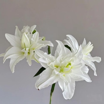 Polar Star Crisp White Double Oriental Lily (3 buds/stem) · White & Cream