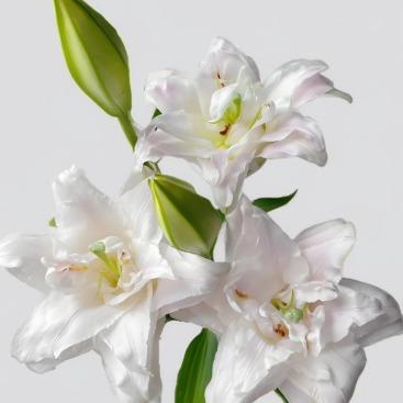 Powder Blush Soft Pink Double Oriental Lily - 4+ Buds / Multi-Bud · Pink & Blush