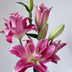 Purple Lotus Violet-Magenta Double Lily - 4+ Buds / Multi-Bud · Purple & Lavender