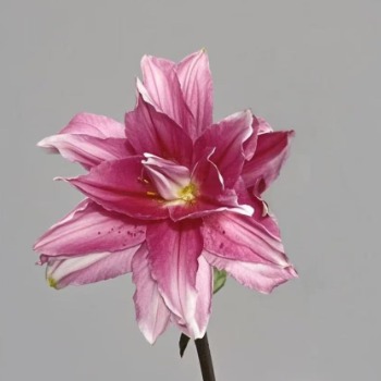 Red Beauty Deep Pink-Red Double Lily (1 buds/stem) · Red