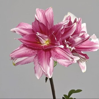 Red Beauty Deep Pink-Red Double Lily (2 buds/stem) · Red