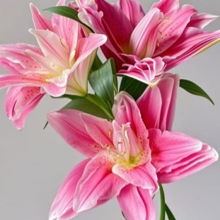 Red Beauty Deep Pink-Red Double Lily (3 buds/stem) · Red