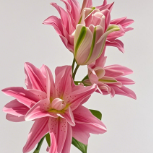 Red Beauty Deep Pink-Red Double Lily - 4+ Buds / Multi-Bud · Red