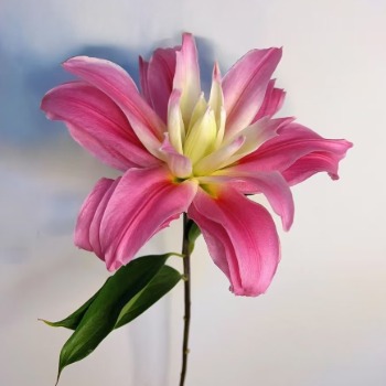 Red Ribbon Crimson-Striped Double Oriental Lily (1 buds/stem) · Red