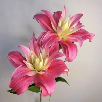 Red Ribbon Crimson-Striped Double Oriental Lily (2 buds/stem) · Red