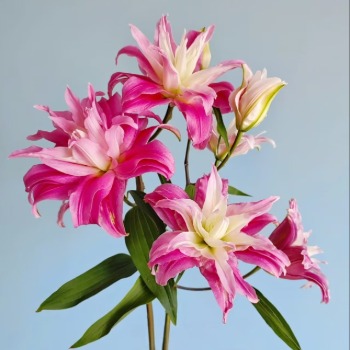 Red Ribbon Crimson-Striped Double Oriental Lily - 4+ Buds / Multi-Bud · Red