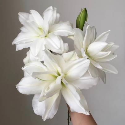Snow Lotus Pure Ivory-White Double Lily (1 buds/stem) · White & Cream